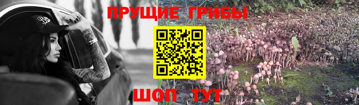 Галлюциногенные грибы Psilocybe Ленинск-Кузнецкий